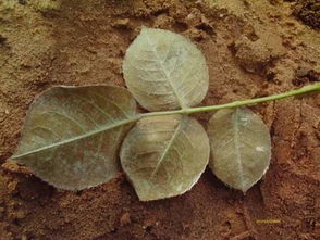 苯甲吡唑酯使用方法