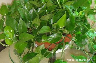 绿萝藤蔓生长的秘密