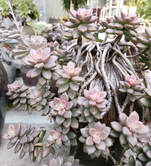 第二步：配土，配土，再配土！