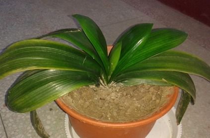 自然生长新陈代谢