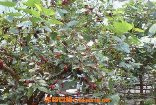 红花文殊兰：清热解毒