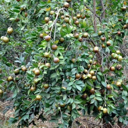 揭秘长林系列高产油茶苗：高效种植指南