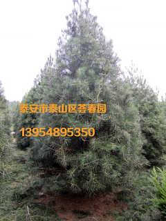 专业苗木商家的选择