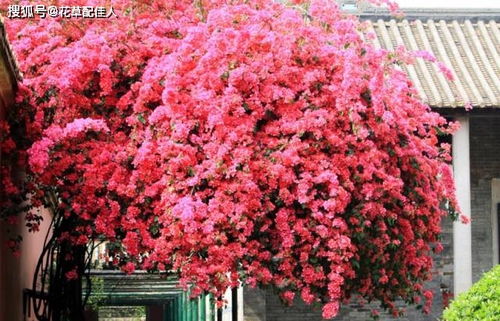 颜色变淡，可嫩是营养不良