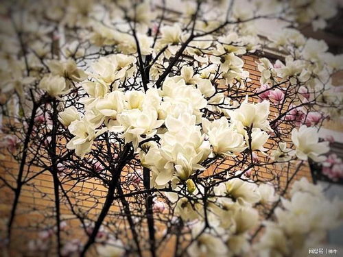玉兰花的果子，你能吃吗