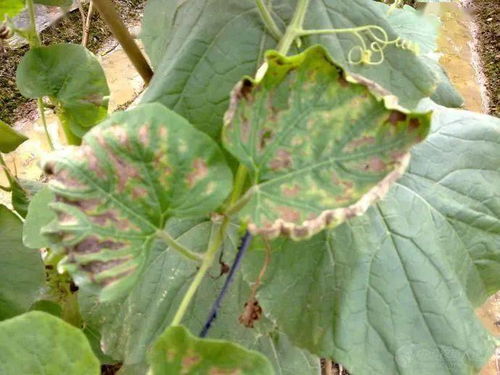 玉米病害防治大揭秘：克菌戊唑醇甲托乙蒜素的作用