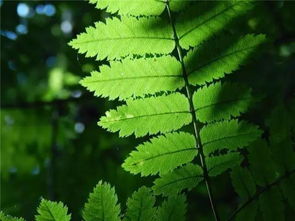 冰草种植是一门艺术，掌握时间、方法和环境是关键