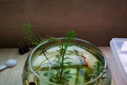 水培百合花是一种在水中生长的观赏植物