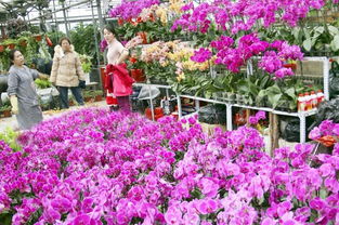 花卉零售利润知多少