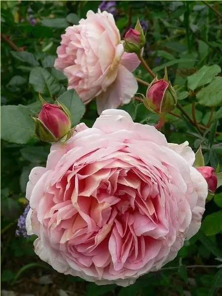 月季花种类繁多，新手种植选哪款好？