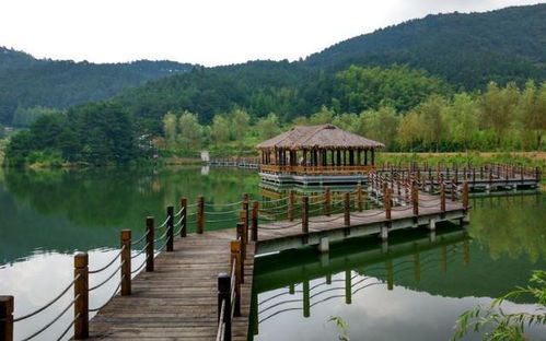 河南这五个绿色海洋， 让我流连忘返