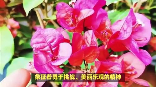 三角梅摘心的含义与象征中，蕴含着怎样的文化内涵与美学意义