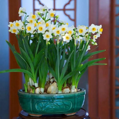水仙花水培技巧中，如何避免水培水仙花出现烂根现象