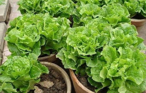 化学农药：冬日里的另一把利剑