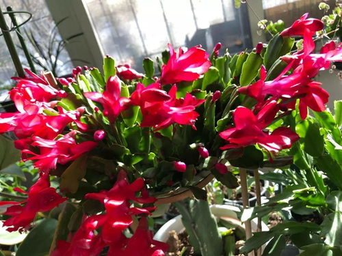 冬日养蟹笊莲，打造爆款冬季花卉新宠