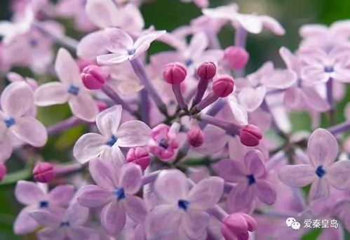丁香花的花期是几月？这份指南