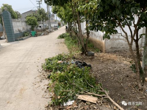 农村房前屋后栽什么树最好？这几种树既美观又好养