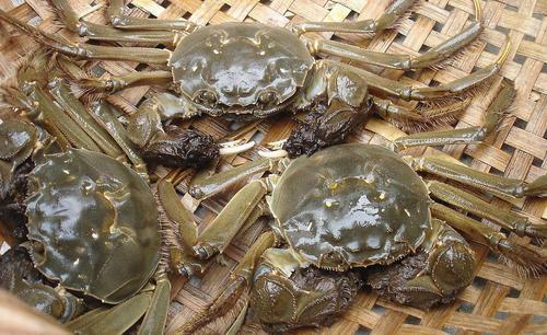 梭子蟹非飞蟹，属不同蟹种