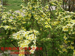 优质苗木，成活率高