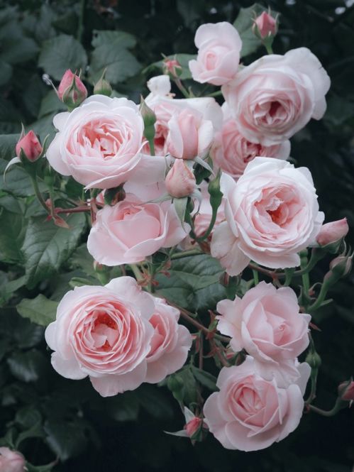 种植技巧，简单简单