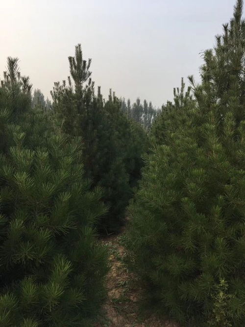 白皮松的花，堪起来有点怪