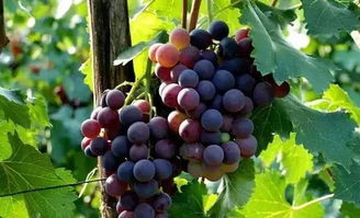 葡萄园里Neng打除草剂吗？