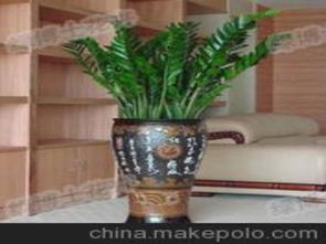 绿化花卉批发， 价格多样