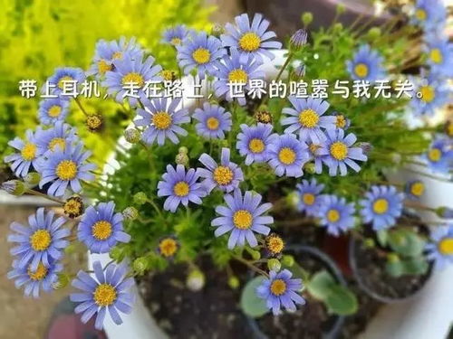 穷鬼版播种套装