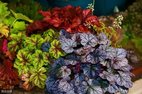 咖啡馆的实践：喜阴植物与鱼缸的完美结合