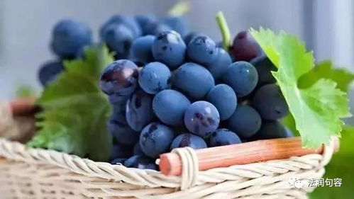 葡萄打农药后的等待期