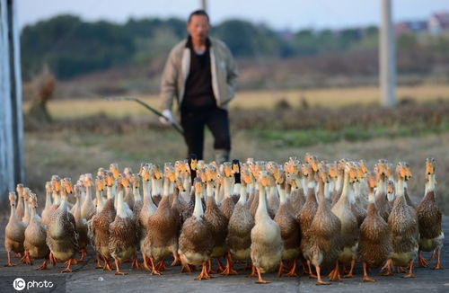 新玉米喂鸡的最佳时间是什么为何早期新玉米不适合鸡食用？