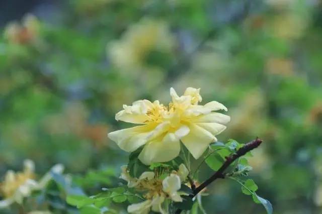 玛格丽特春末夏初绽放，芬芳四溢