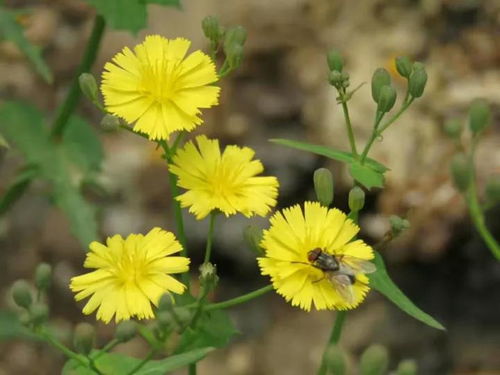 金盏花：让鸡蛋梗美味