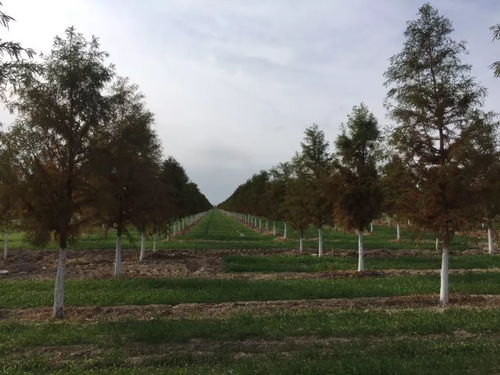 陕西大型苗圃苗木基地， 那些让人心动的名贵苗木