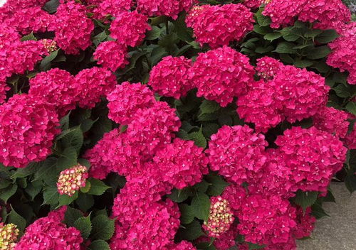 贝利西莫妈妈月季的浪漫邂逅