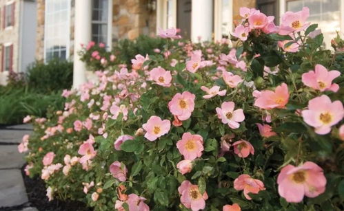 阳光绝代佳人月季的美丽邂逅