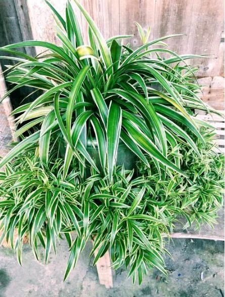 空心菜：半阴半阳，简单易养