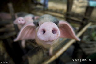 养猪时多西环素怎么搭配才Neng效果加倍？