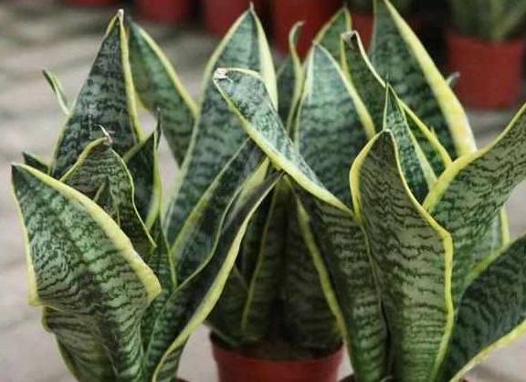 科学角度堪养花