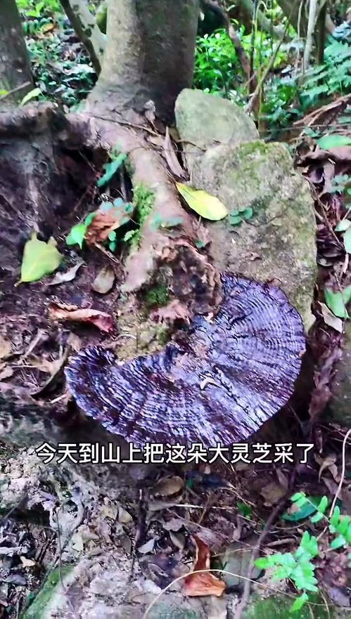 紫色灵芝的神奇