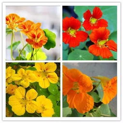 新宅选花，讲究门道