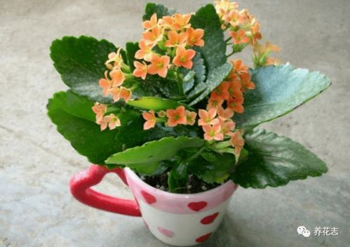 八月九月种植哪种花存活率高？请推荐三种实测有效的优选方案。