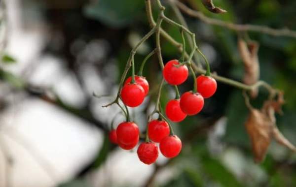 绿化带里的秘密，我来帮你解开