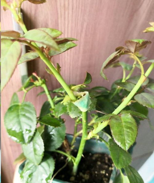 观察折断程度， 选择处理方法