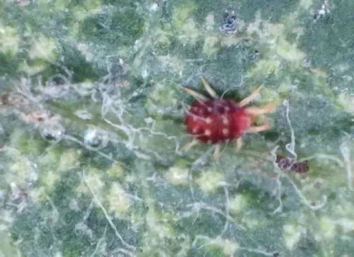 果园中偏施氮肥