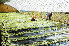 冬青球种植方法中，如何进行合理的栽培管理以确保其健康生长