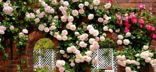 月季花夏季变色的无奈