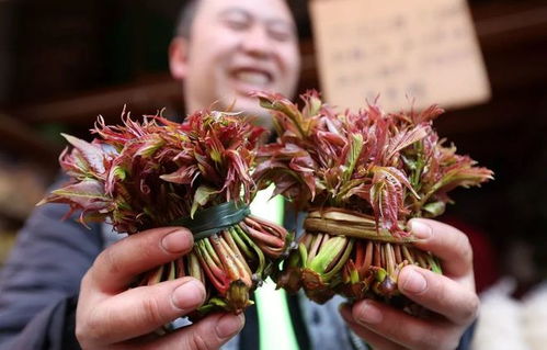 门前种香椿，如何掌握种植技巧和收获满满香椿的食用方法