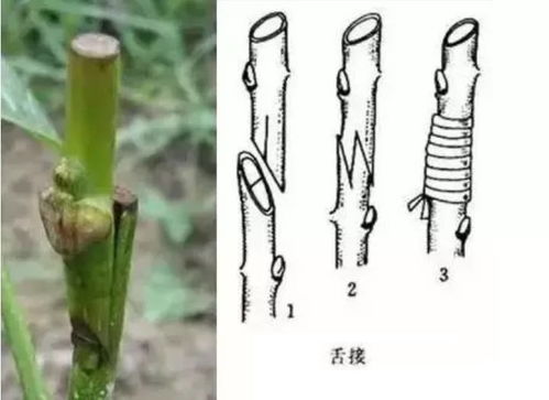 “果树嫁接哪种方法好？50法图解教你一招