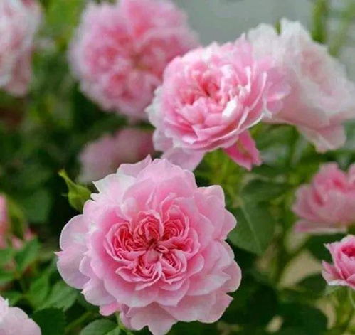 适合各种场合的月季品种